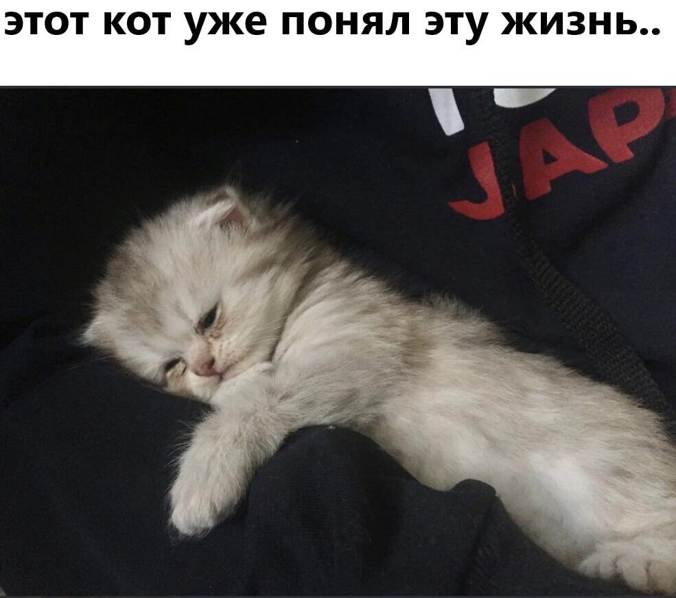 Мем от саня4оус