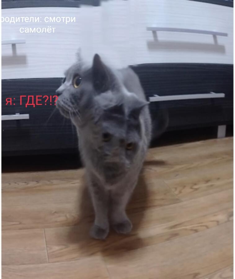 Мем от Пельменус