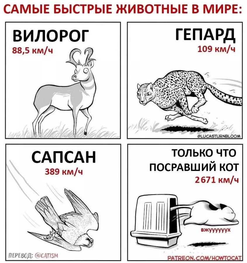 Анекдоты в картинках с животными