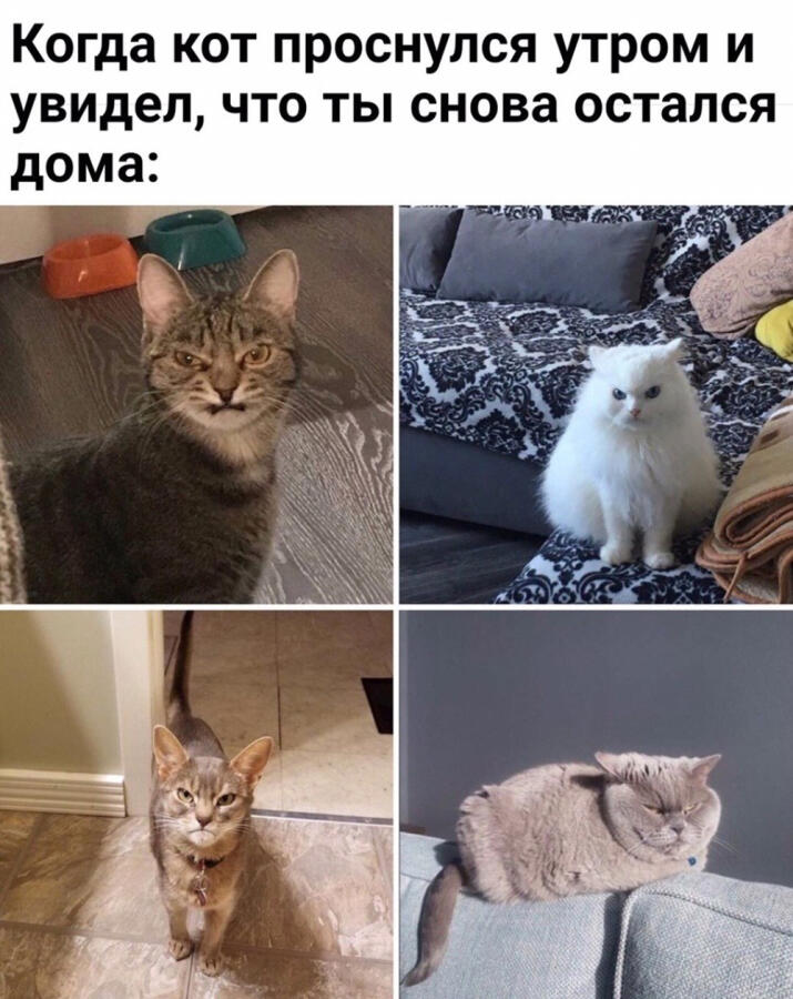 Мем от Пяльмень