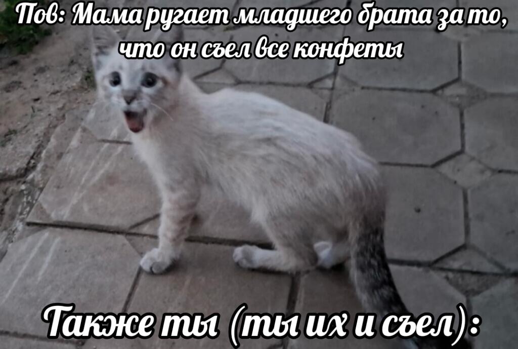 Делаю мишу популярным #Миша