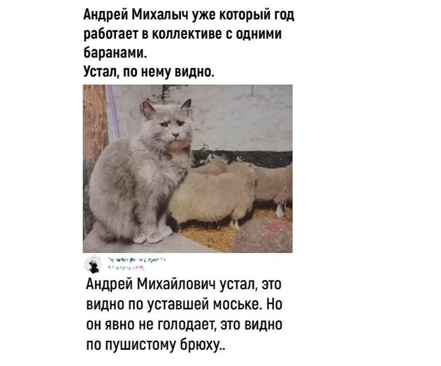 Рыжий кот держит лапами лицо человека и спрашивает, где его Наташенька (9 из 10)