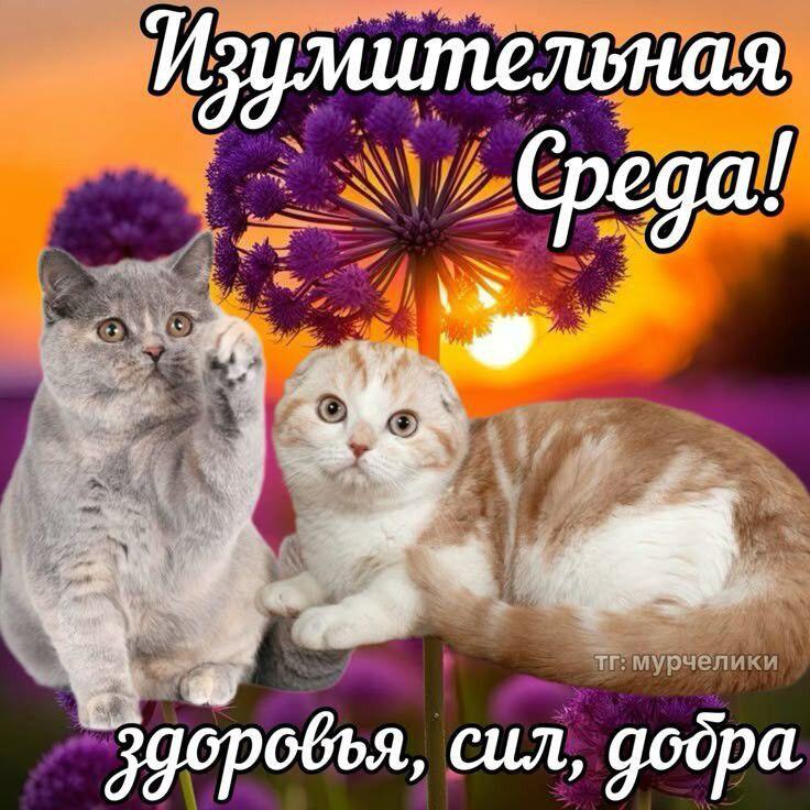 Два кота сидят на цветке и желают здоровья, сил и добра в изумительную среду