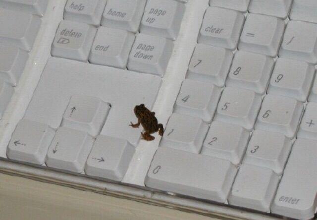 I'm just a frog
