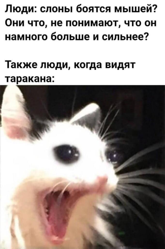 XD