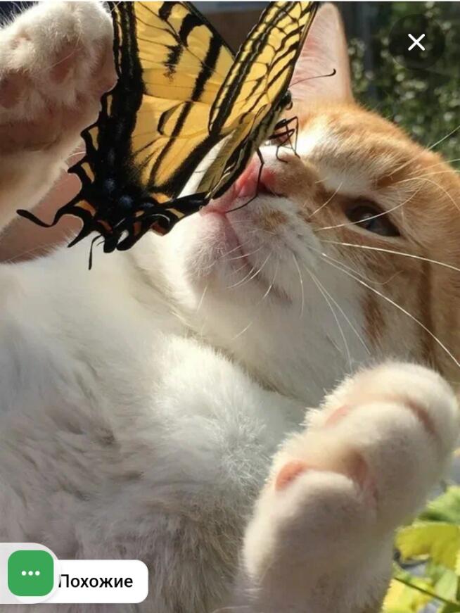 -Ой что это
-Это бабочка котик
-вааау