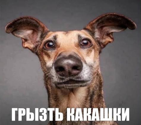 я думаю что мой юмор смешной.мой юмор в этот момент: