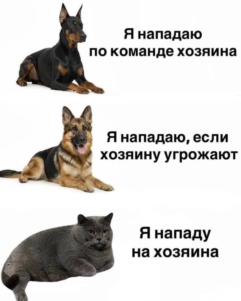 Мяу