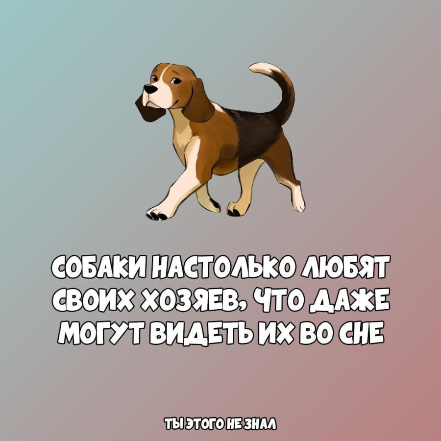 Пепы крутые)