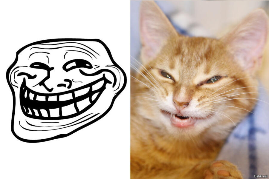 Мем картинка котик