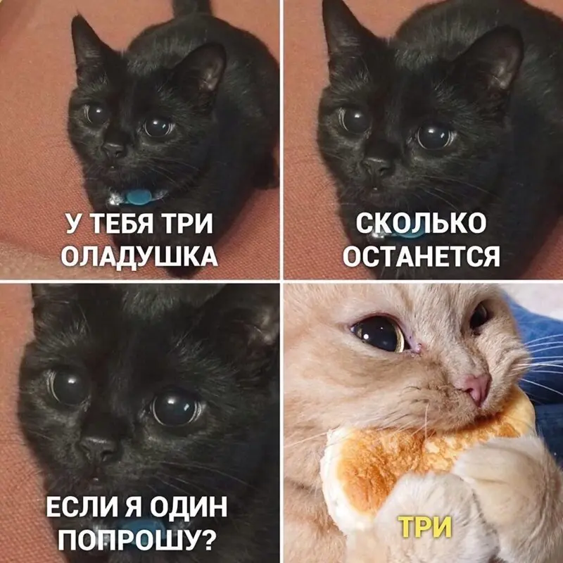 Коты мемы картинки с надписями