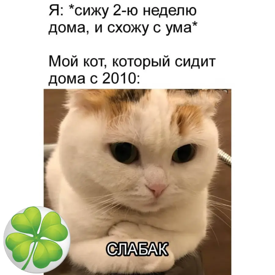 Кот силач | Ху Тао | Мемозг