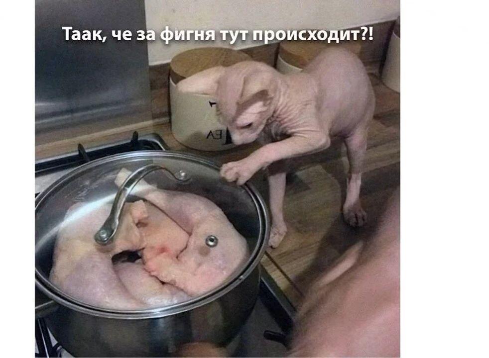 Рыжий кот держит лапами лицо человека и спрашивает, где его Наташенька (6 из 10)