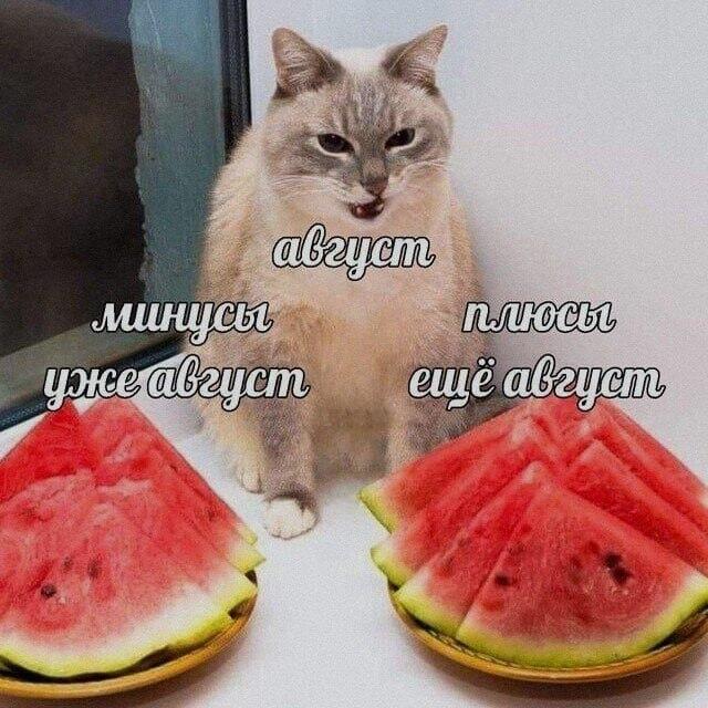 Мем от Милый Котяра