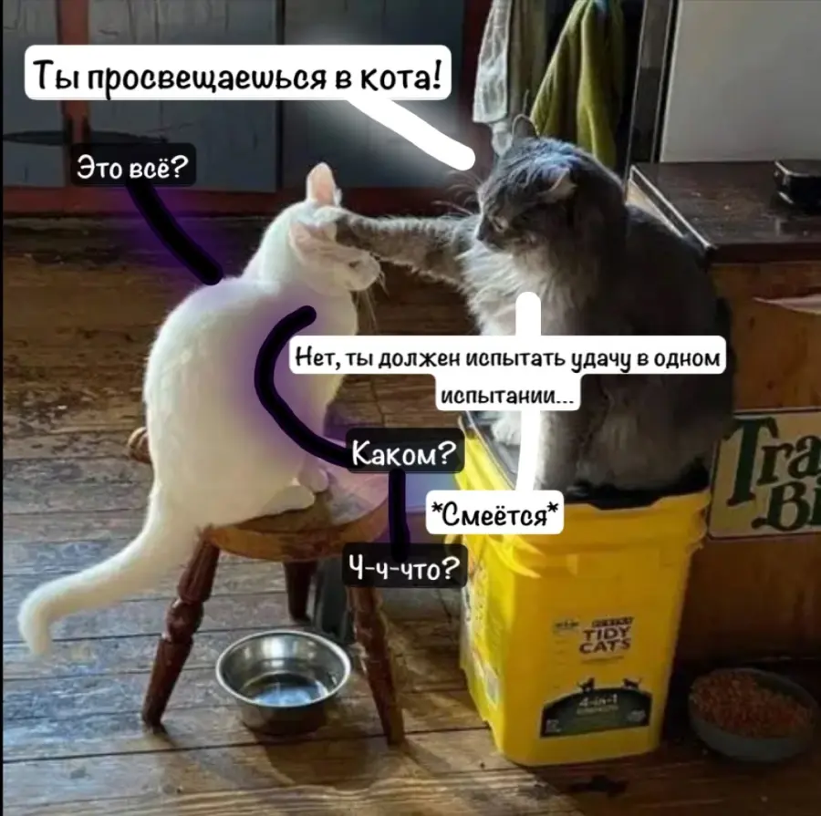 кот, кошка, кошачий страх | Сʍᴇᴛᴀнᴀ 𝙲𝙷𝚄𝙿 | Мемозг