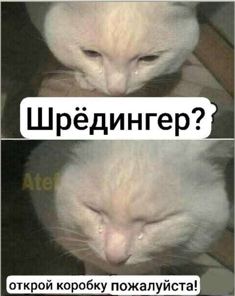 О нет, котик плачет! Ну вот зачем нужно было пихать котика и яд в одну коробку?!