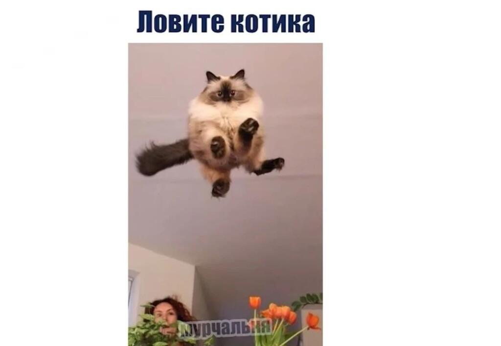 Рыжий кот держит лапами лицо человека и спрашивает, где его Наташенька (7 из 10)