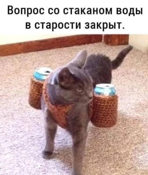Стакан наполовину кот