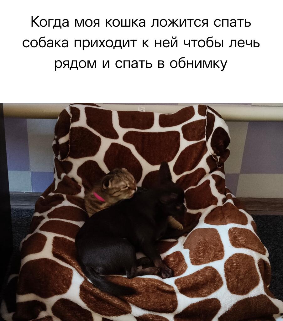 Пушистые сестры