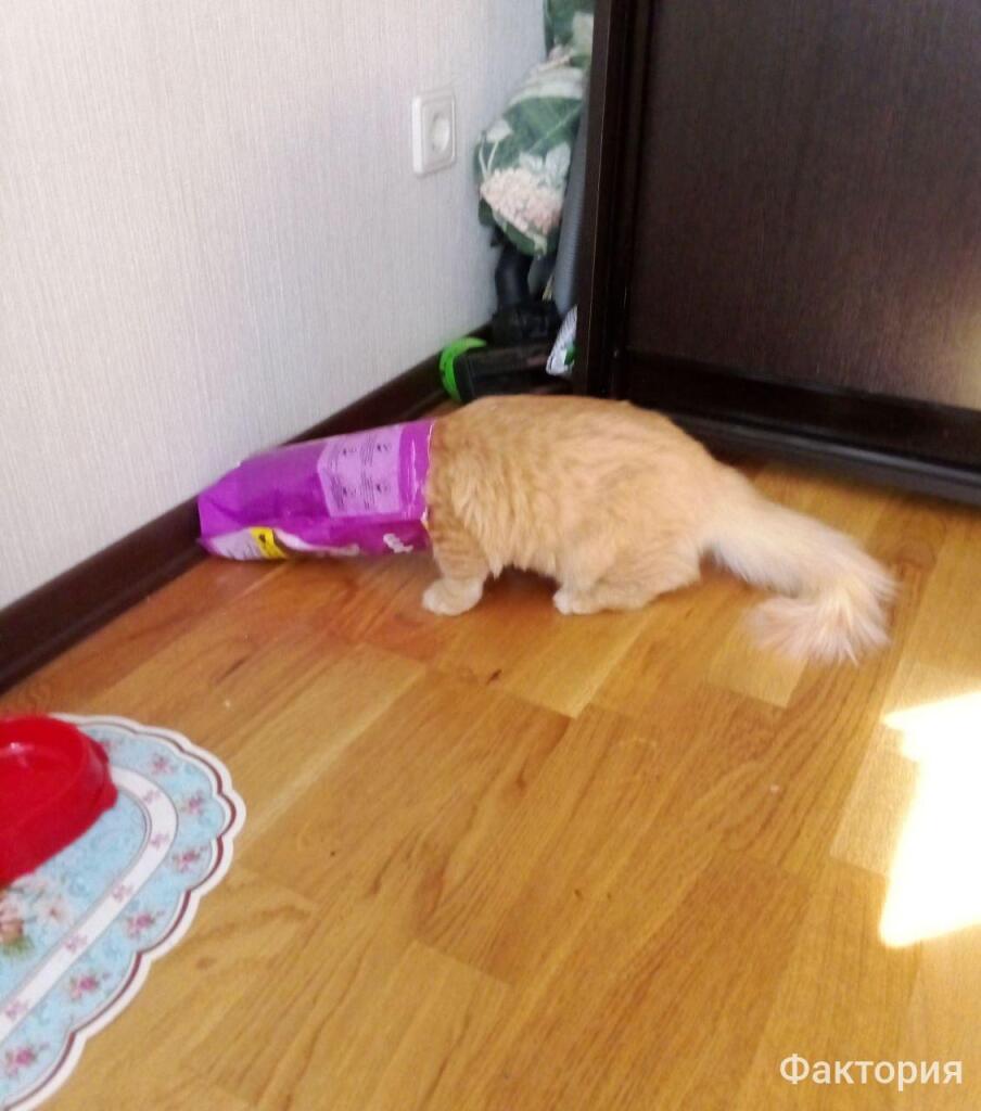 Мем от Фактория