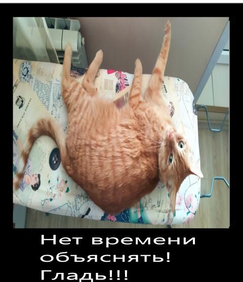 Гладь кота!!!