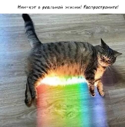 Мем от xnj z pf xvj