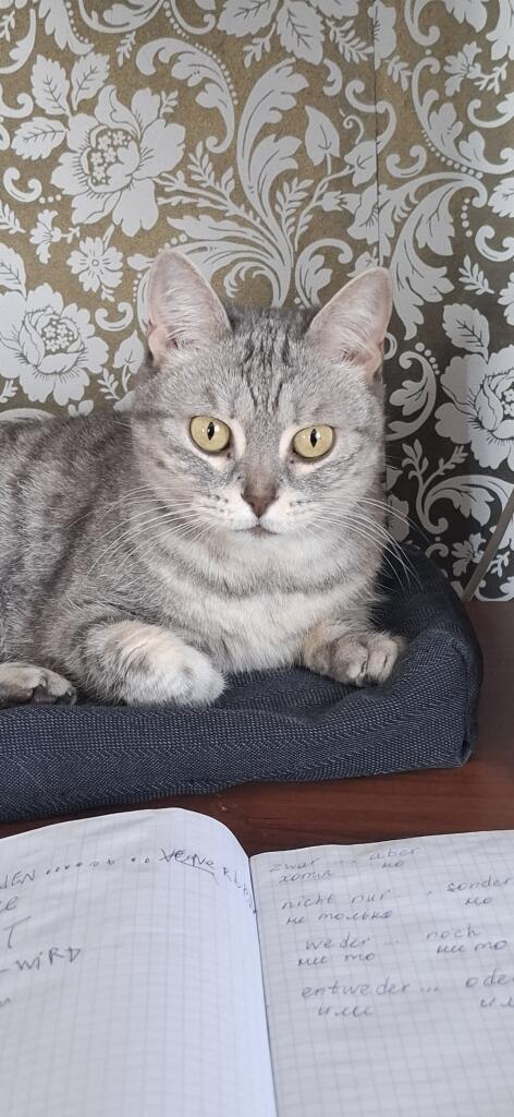 Кощька❤️