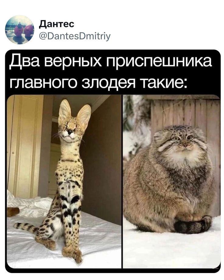 Мем от Ироник{ПЛМ}