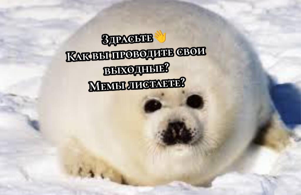 Привет👋