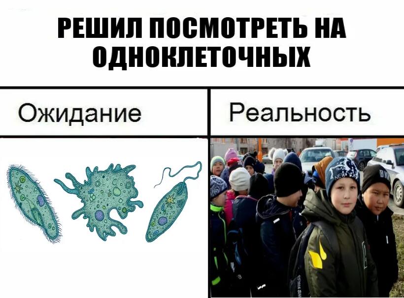 Мем от meme_cat