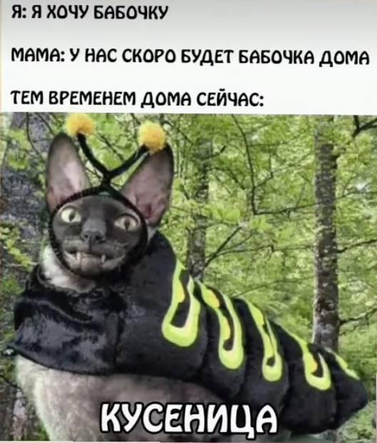 Мем от St_Egor