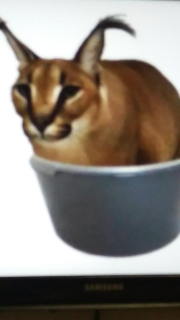 Едет флота через флоппу