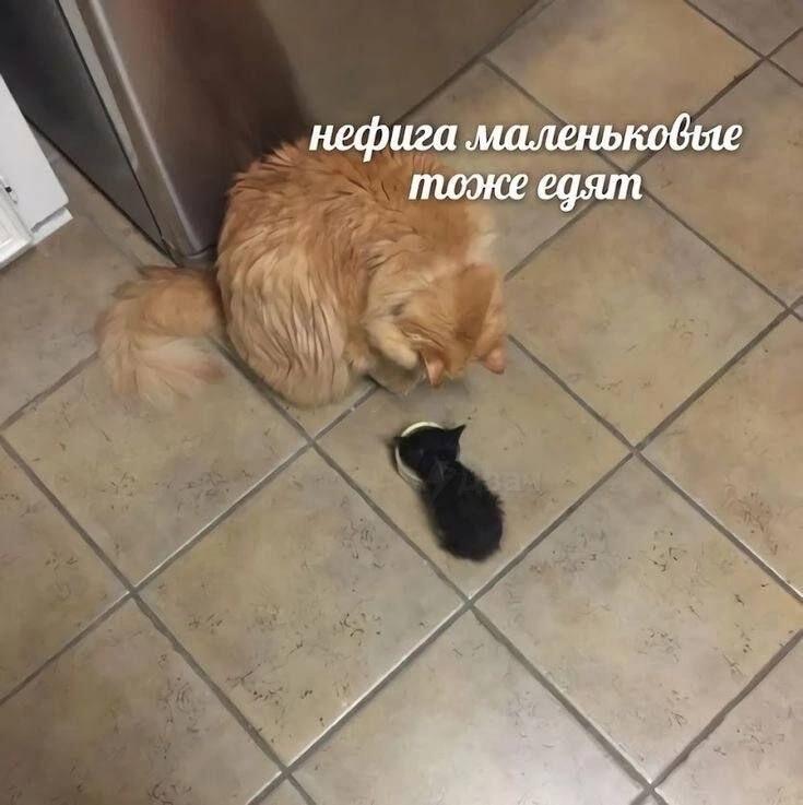 Мем от Кеканутый