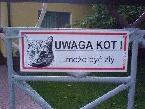 Осторожно, кот!
Может быть злым