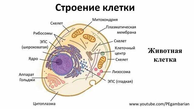 Мем от Веник(ничто не вечно)