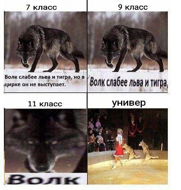 Волк