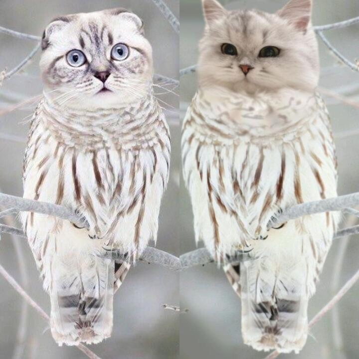 Помните того Polar Meowl , к нему еще прилетел