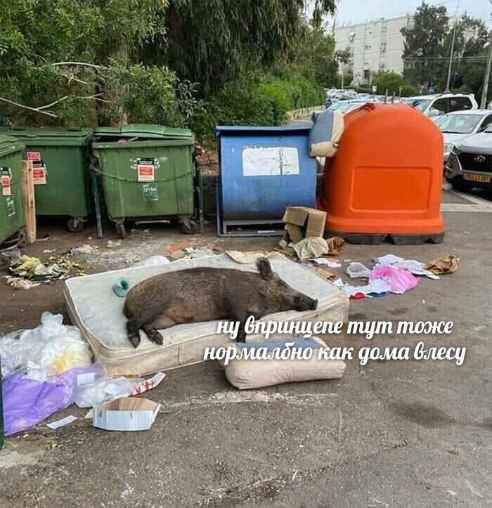 Мем от КотоУт
