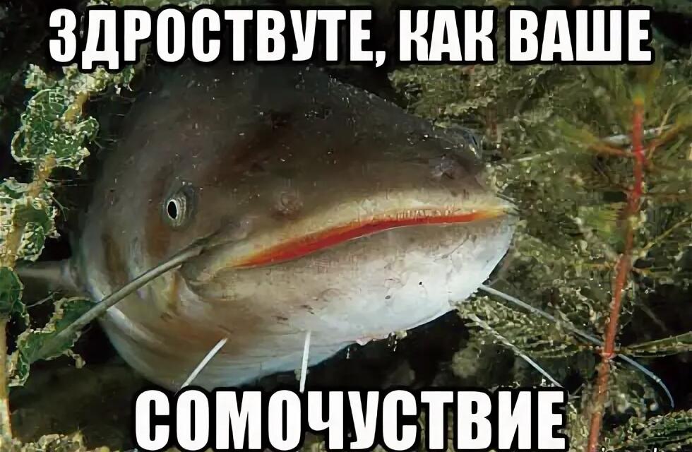 как ваши дела :? Всё хорошо, надеюсь, что да