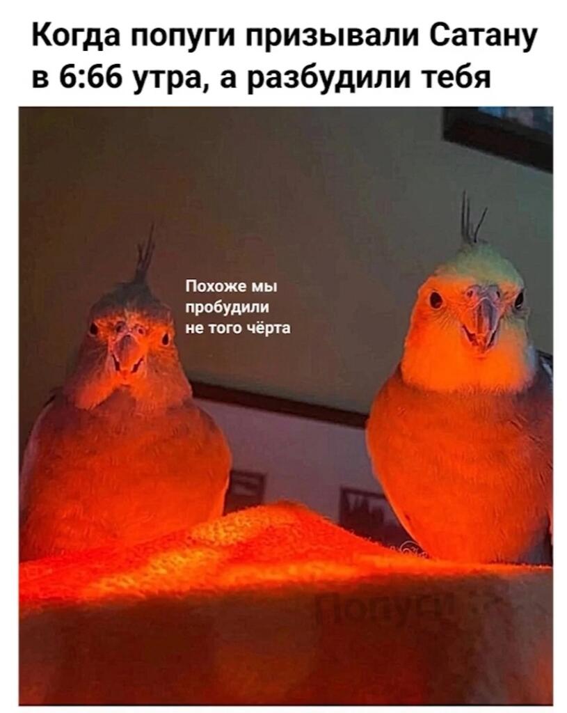 Это мой любимый мем с попугами если не считать ооо новогодние арбузы