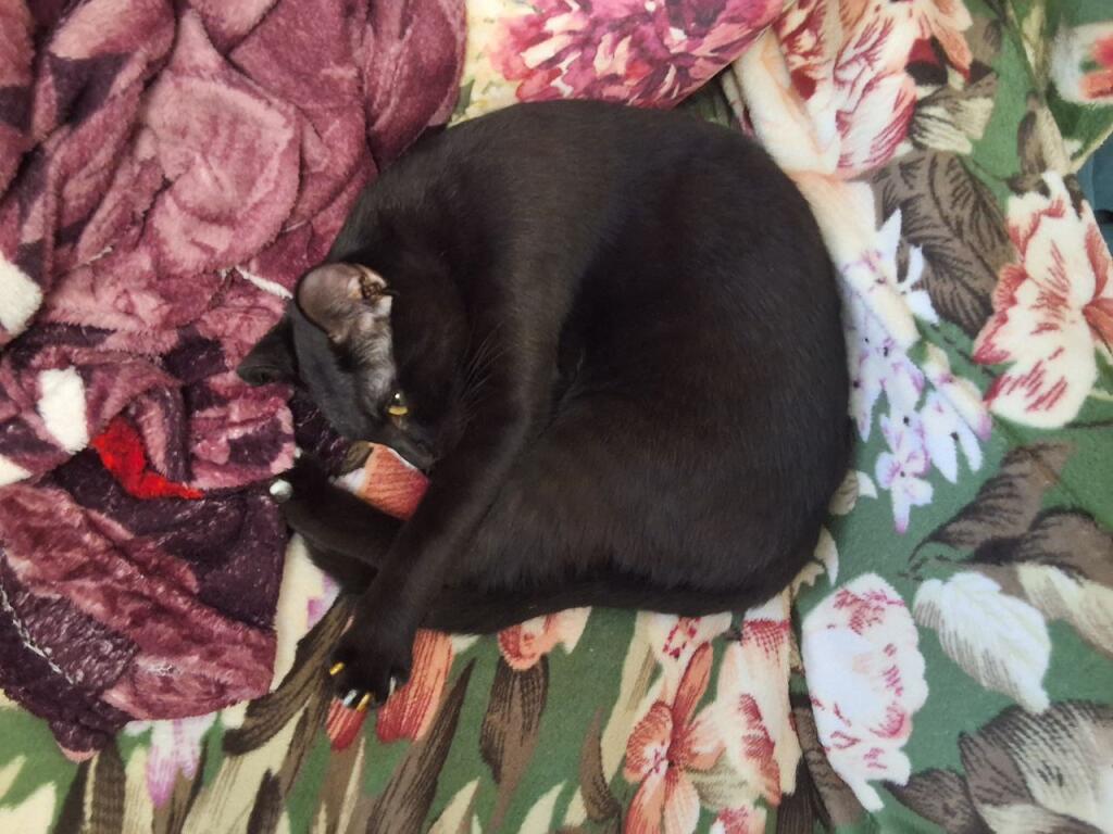 Котэ лежит отдыхает