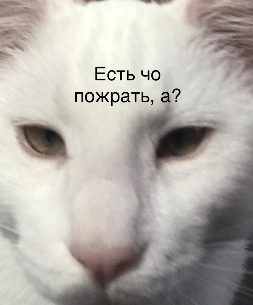 Мама: Надо экономить корм! У нас всё время нету корма
Тот самый кот когда я ему 0,00000000000001 ультрамилисикунду назад