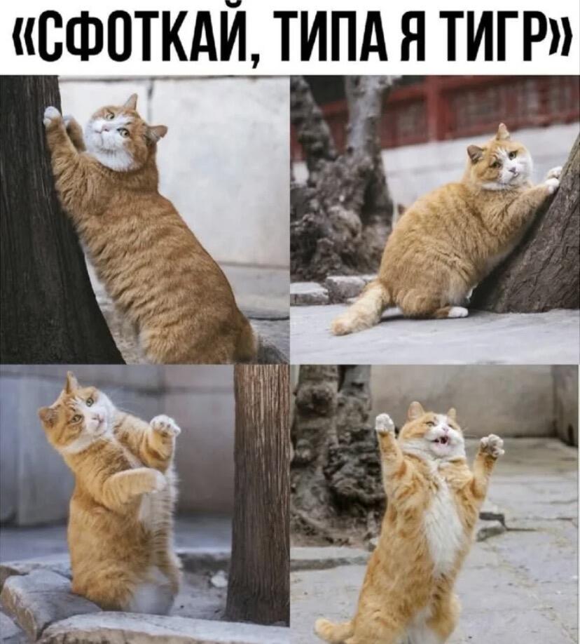Мем от Тигар