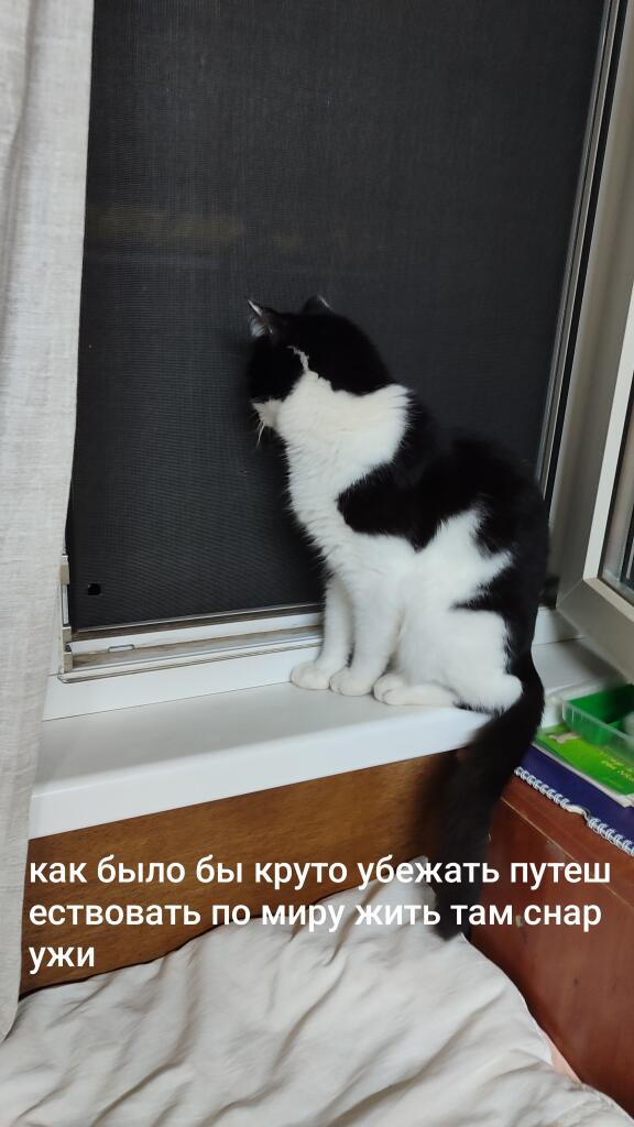 Всем привет и вот вам еще один Эм не мем а жизу (СПС Чайнику и CatDokAsd вы знаете за что)