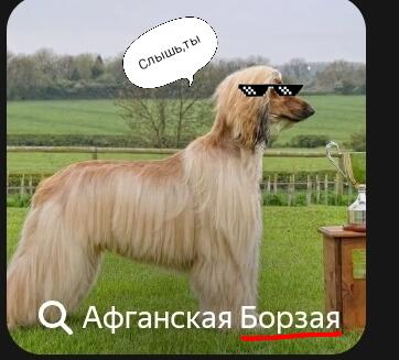 -...Ты кого тут борзой назвал?