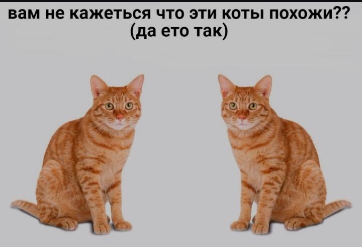Мем без подписи