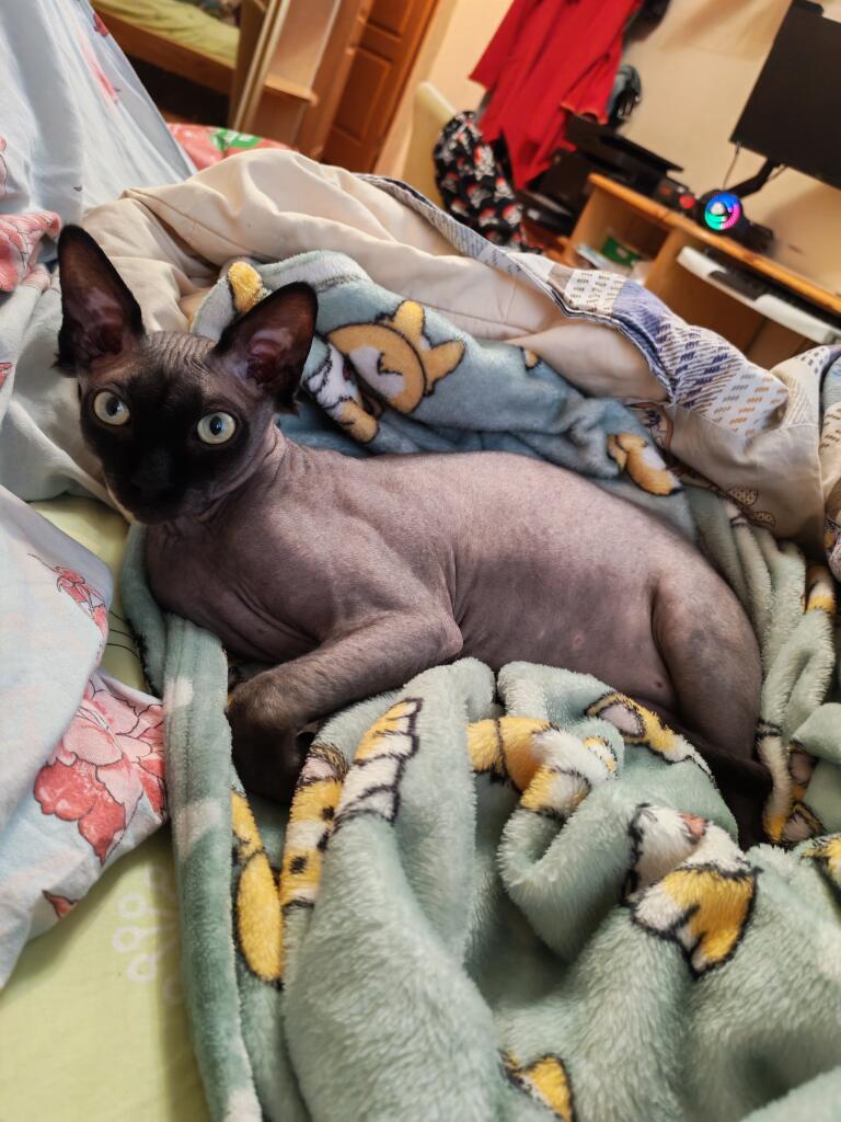 У всех домашний скот, а у меня домашний кот!