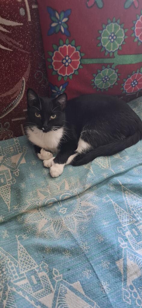 КОТЬИКИ!!!!