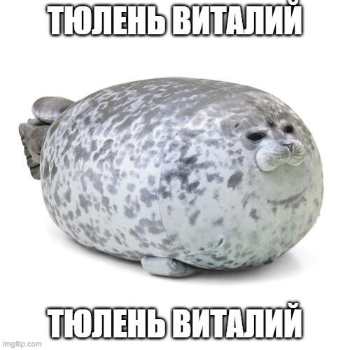 уважаемые жители мемозга! К вашему вниманию легендарный тюлень виталий! Достигнем лимита в 5 лайков - и он появиться в в