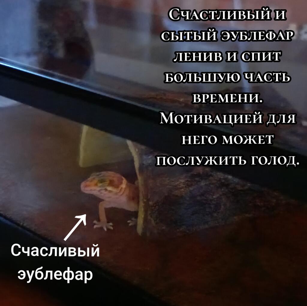 Мем от Debilka